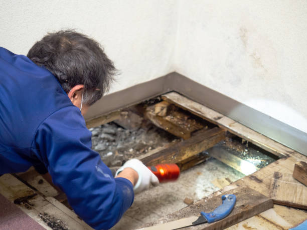 Best Mold Removal Company Near Me  in East Dubuque, IL