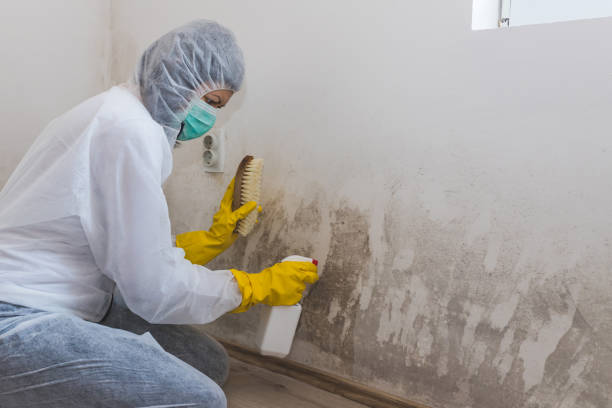 Best Mold Remediation Experts  in East Dubuque, IL